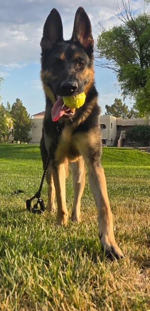 Zach, a Adoptable German Shepherd Dog in Las Vegas, NV image 5/5