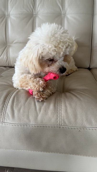 Enlarge Toby, a Adoptable Bichon Frise in Markham, ON video 2/2