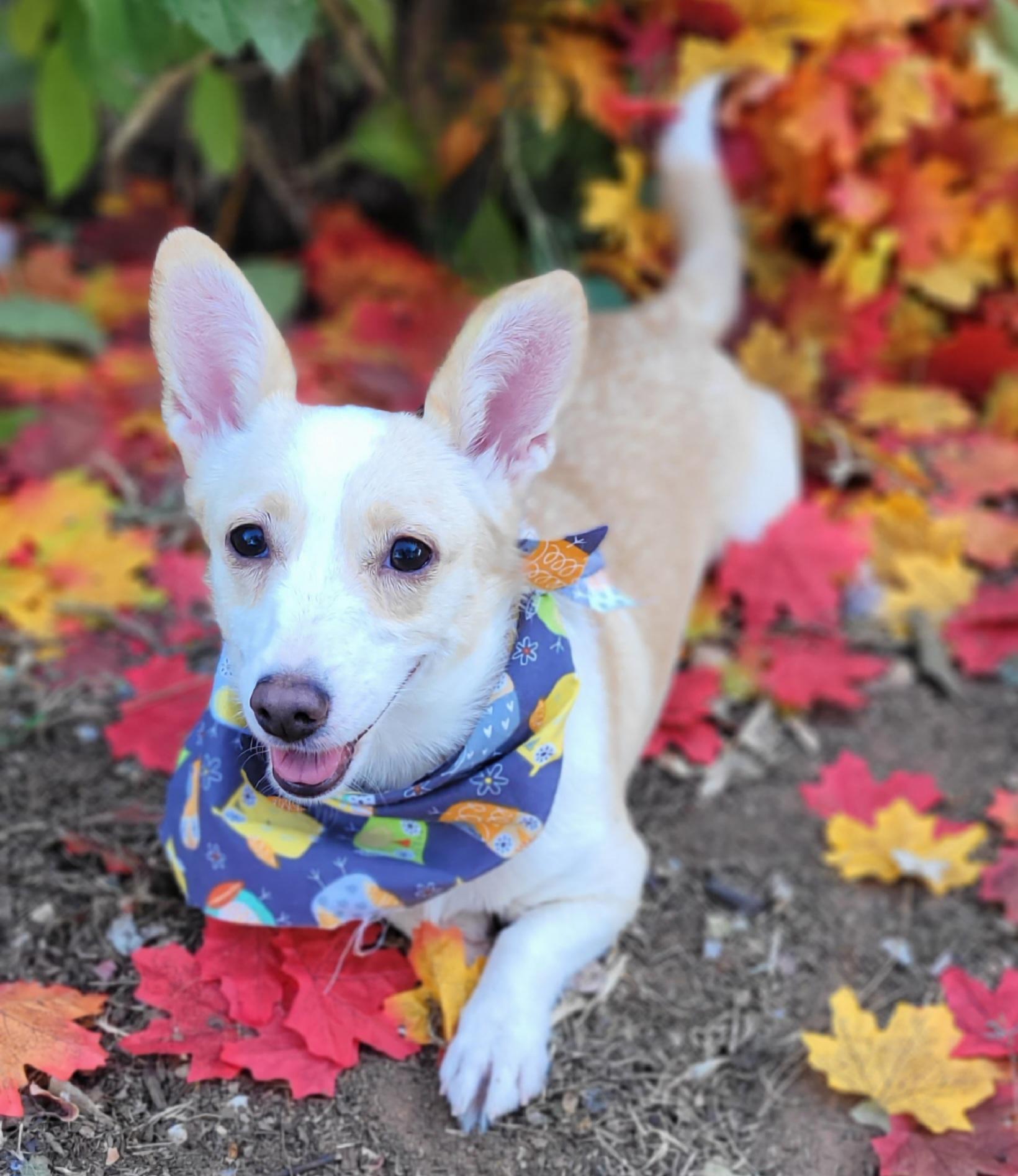 Lindsay, adopted, Young Female Corgi.