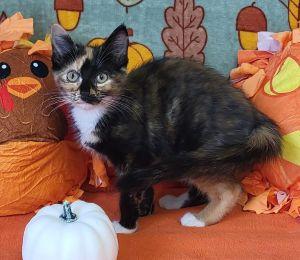 Enlarge Scootaloo, a Adoptable Calico in Bucyrus, OH image 2/3