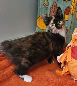 Enlarge Scootaloo, a Adoptable Calico in Bucyrus, OH image 3/3
