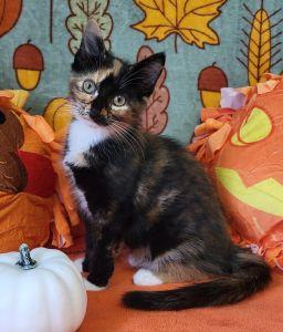 Enlarge Scootaloo, a Adoptable Calico in Bucyrus, OH image 1/3