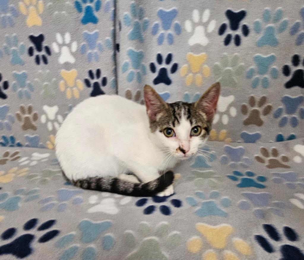 Hayden, Adoptable, Kitten Female Domestic Short Hair.