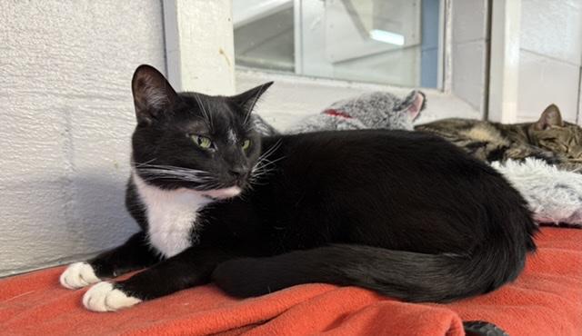 Cashew, Adoptable, Adult Male Domestic Short Hair.