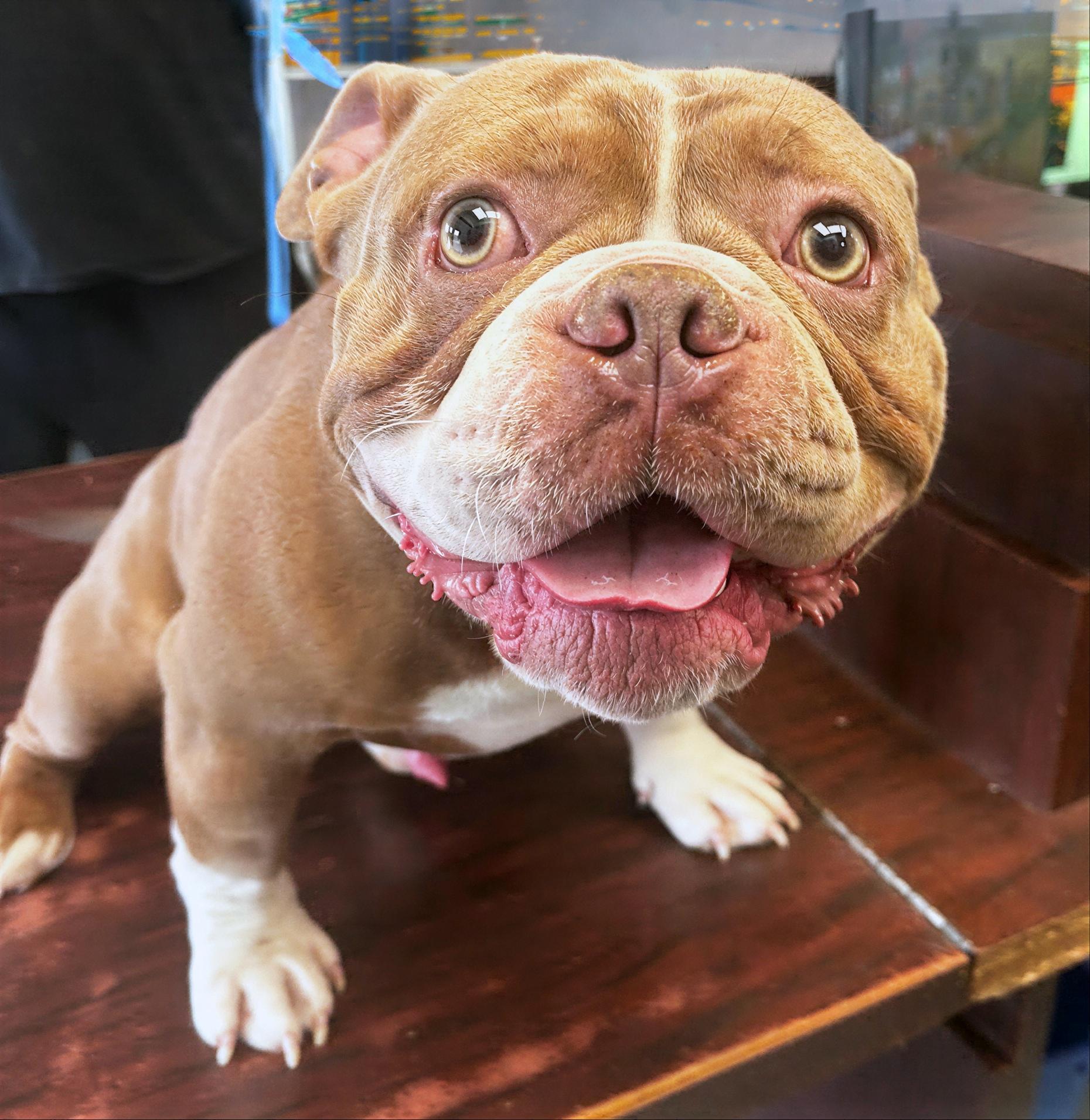 Enlarge Philly, an adopted Mixed Breed in Nashville, TN image 1/1