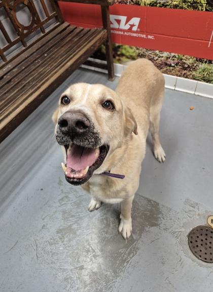 Enlarge Harley, a ADOPTABLE Mixed Breed in Lafayette, IN image 1/1