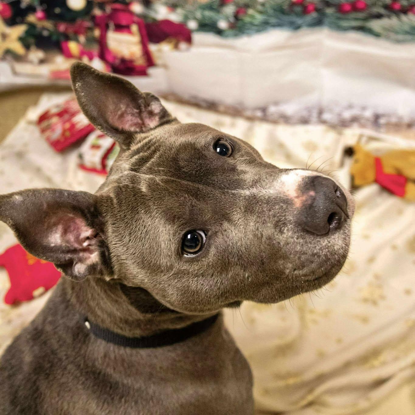 Faith, ADOPTABLE, Adult Female Terrier.