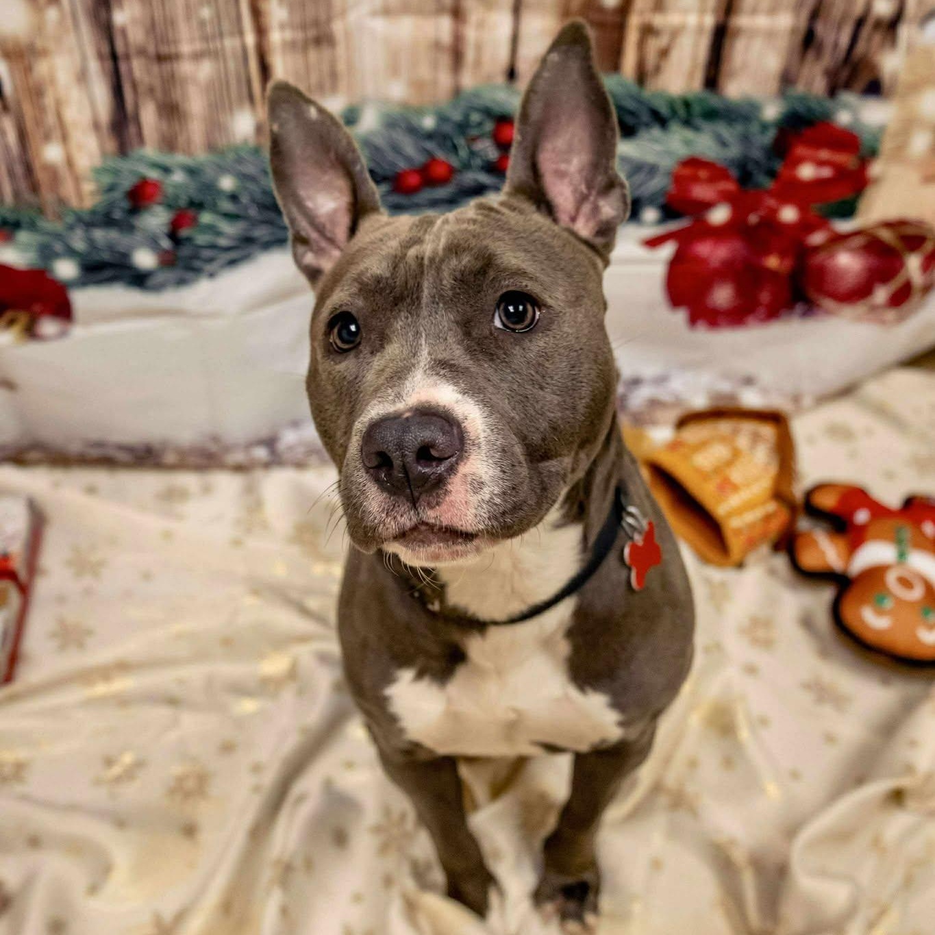 Enlarge Faith, a ADOPTABLE Terrier in Valparaiso, IN image 2/2