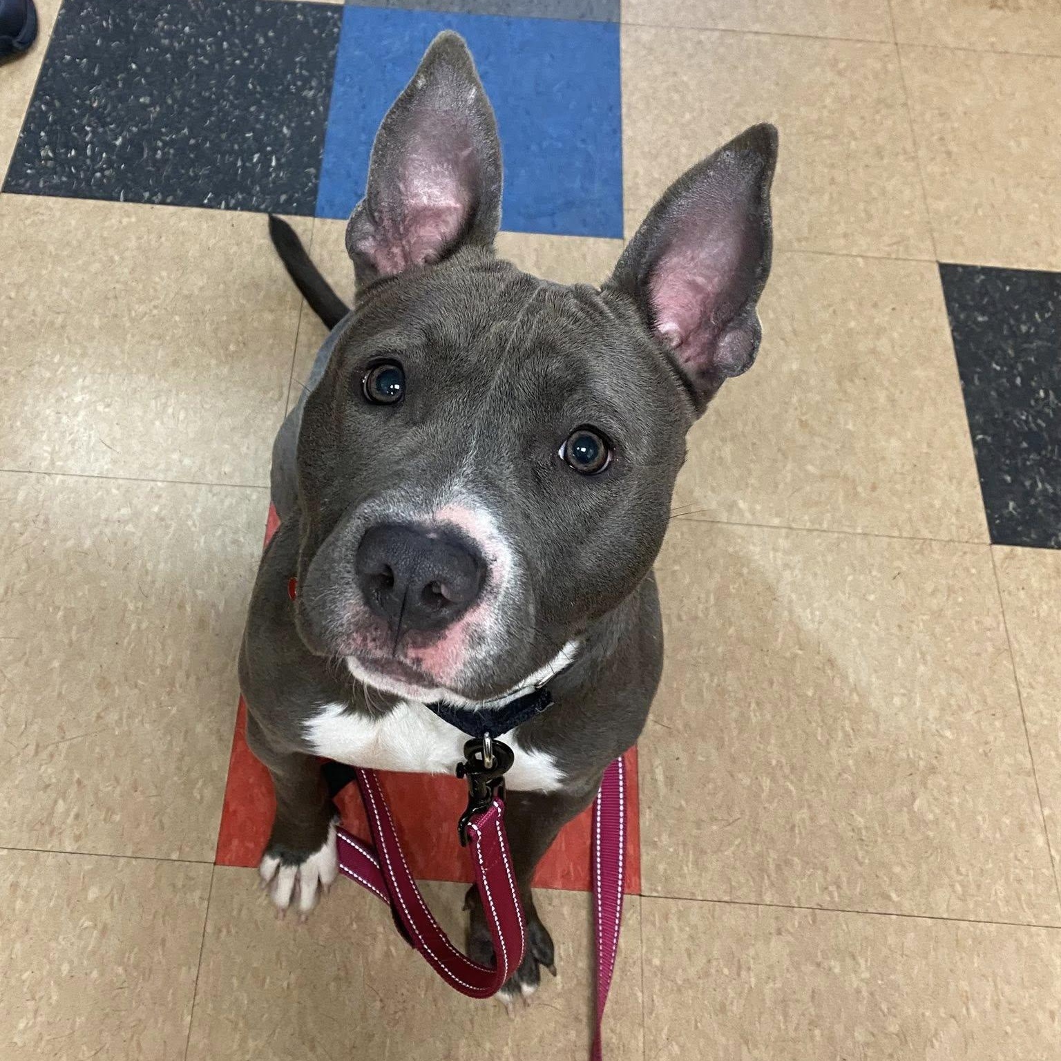 Faith, ADOPTABLE, Adult Female Terrier.