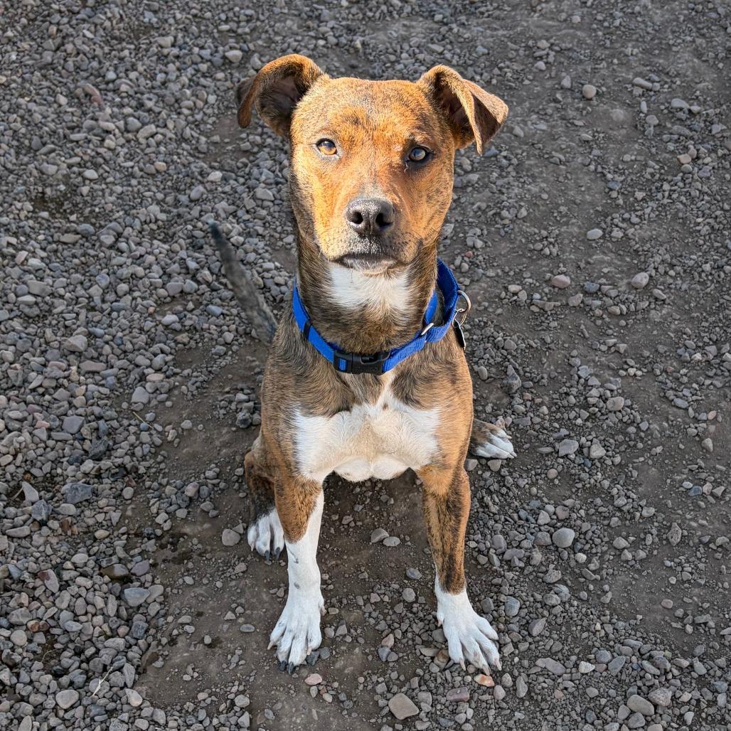 Fred, Adoptable, Adult Male Mixed Breed.
