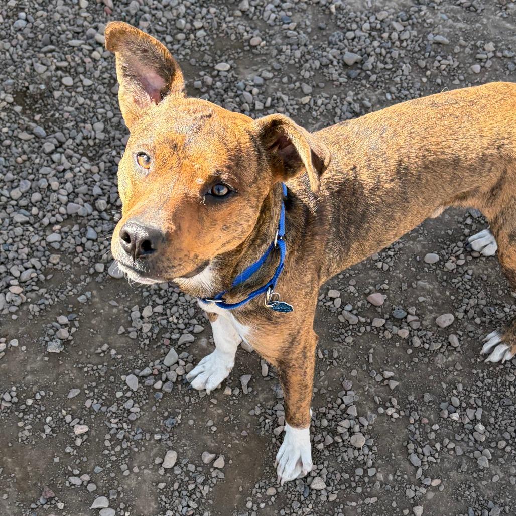Enlarge Fred, a Adoptable Mixed Breed in Show Low, AZ image 2/4