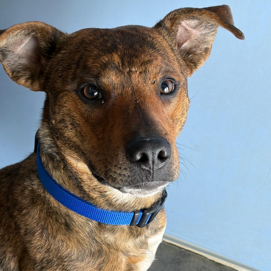 Enlarge Fred, a Adoptable Mixed Breed in Show Low, AZ image 3/4