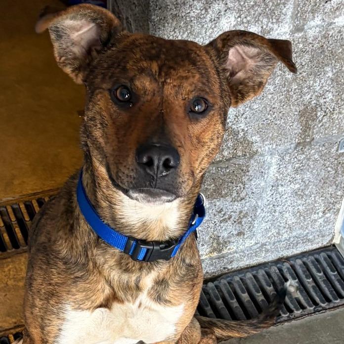 Enlarge Fred, a Adoptable Mixed Breed in Show Low, AZ image 4/4