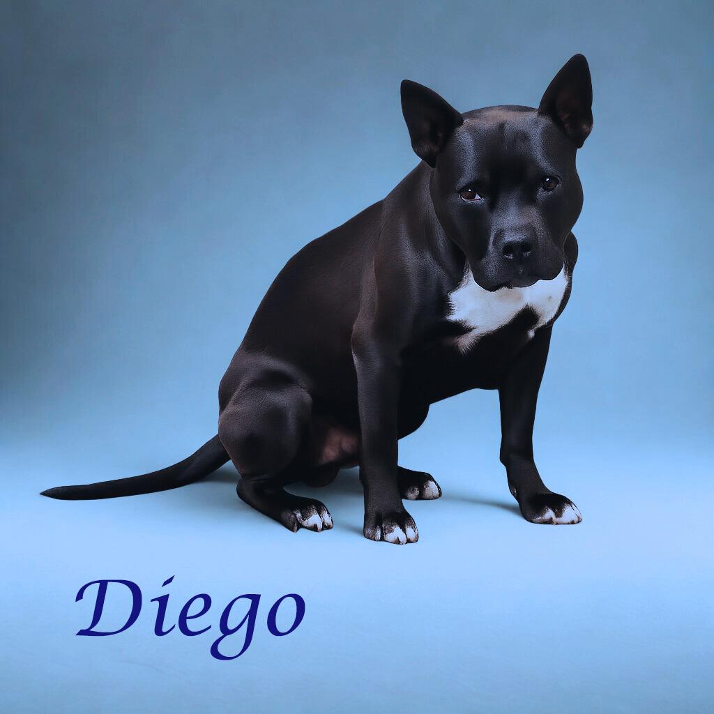 Diego D26-042, Adoptable, Adult Male Pit Bull Terrier.