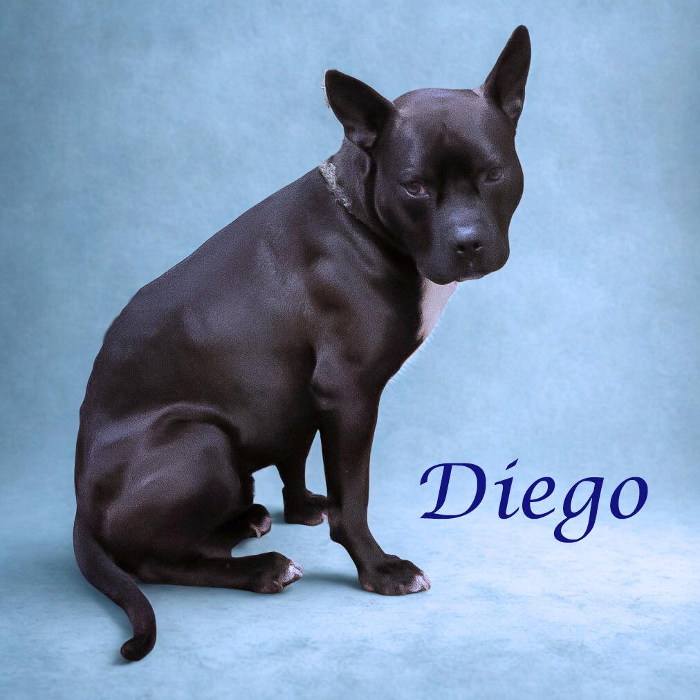 Enlarge Diego D26-042, a Adoptable Pit Bull Terrier in Lebanon, TN image 2/6