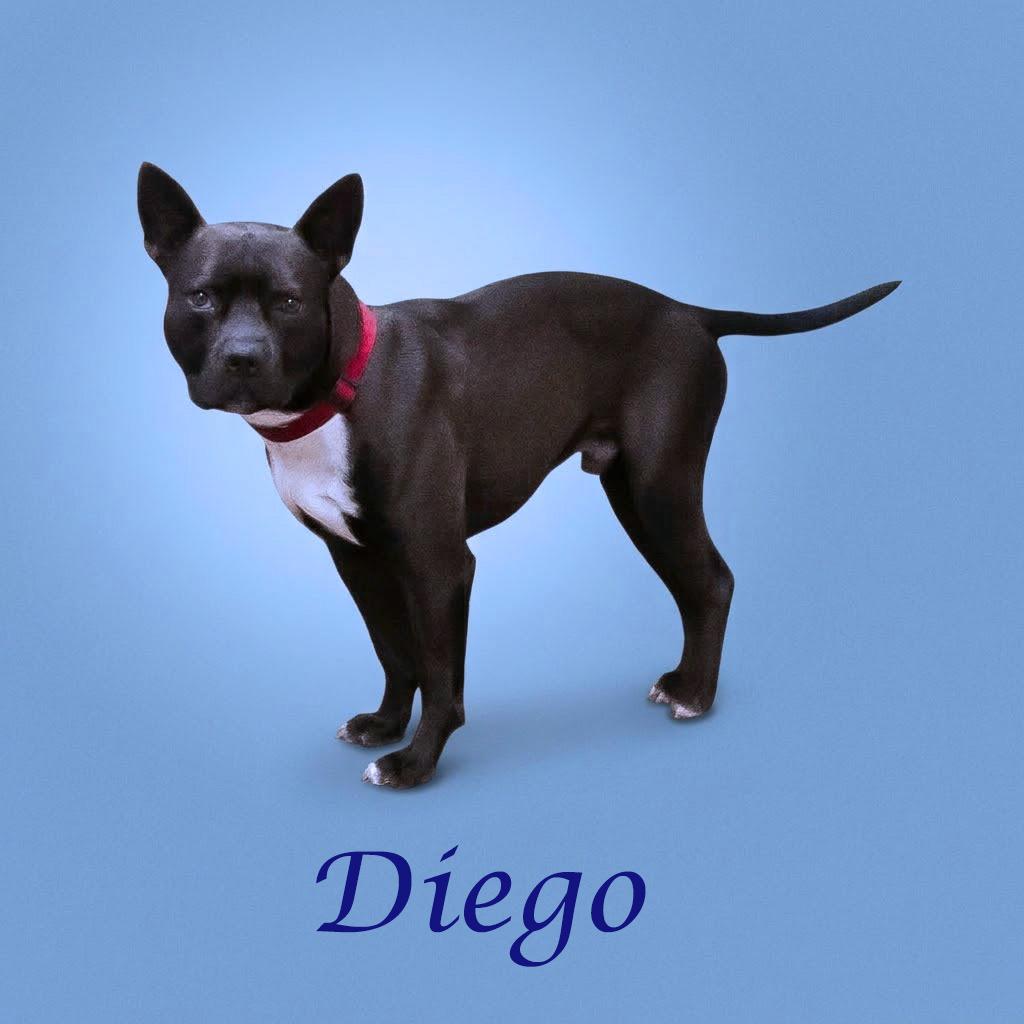 Enlarge Diego D26-042, a Adoptable Pit Bull Terrier in Lebanon, TN image 3/6