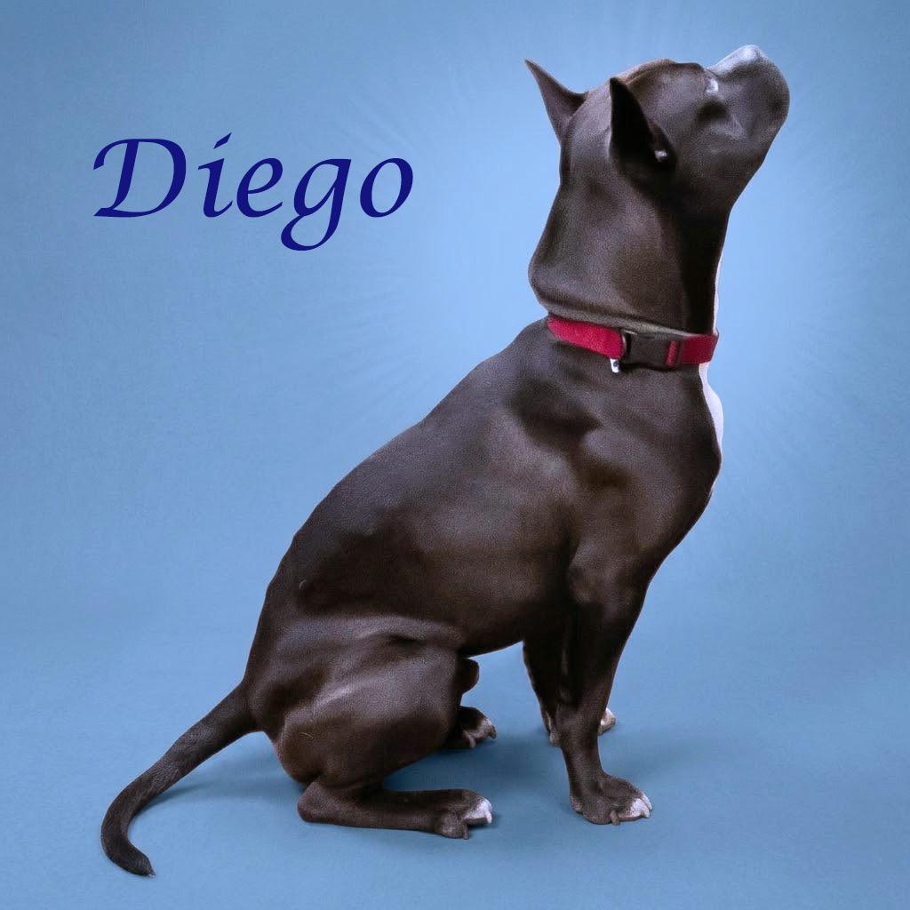Enlarge Diego D26-042, a Adoptable Pit Bull Terrier in Lebanon, TN image 4/6