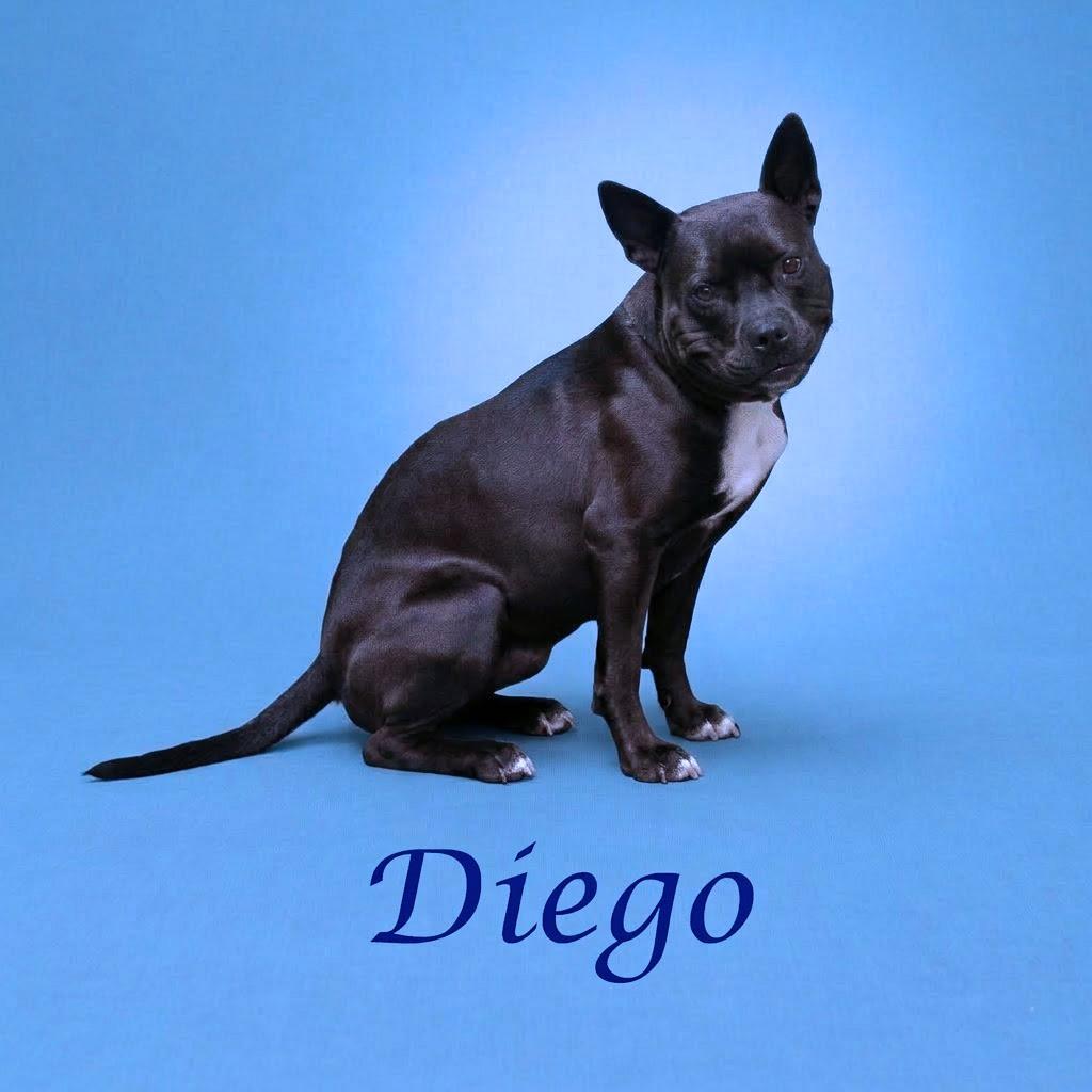 Enlarge Diego D26-042, a Adoptable Pit Bull Terrier in Lebanon, TN image 5/6