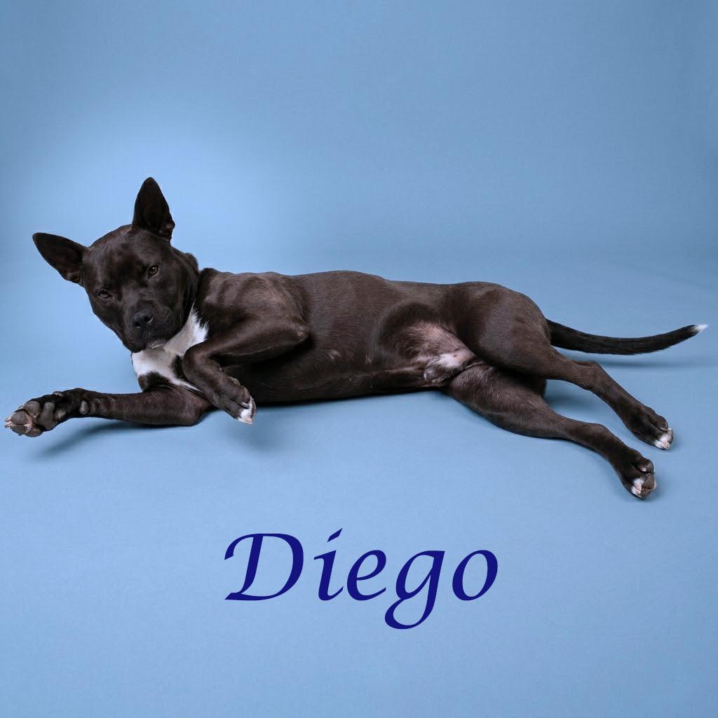Enlarge Diego D26-042, a Adoptable Pit Bull Terrier in Lebanon, TN image 6/6