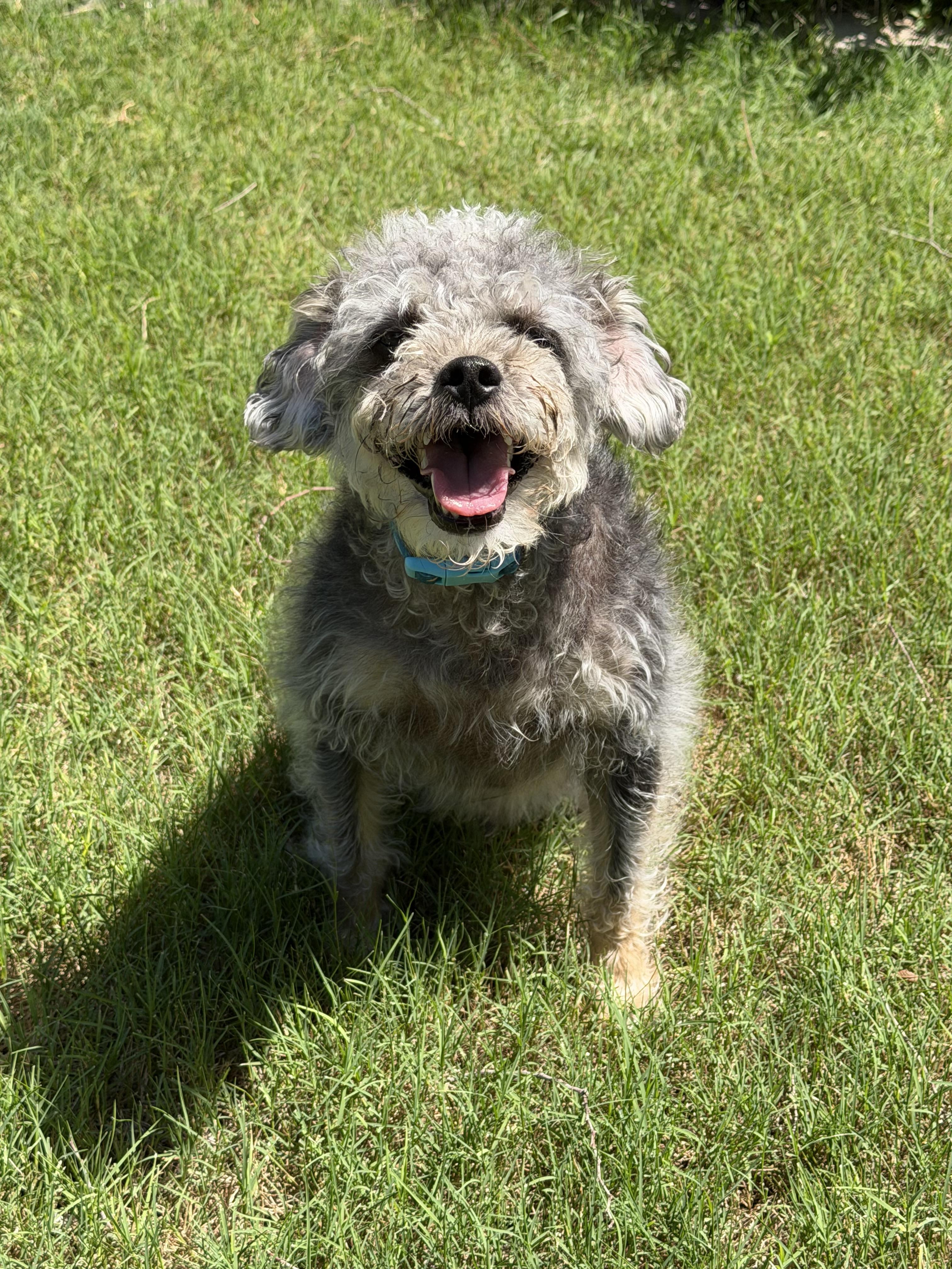 Enlarge Miles, a Adoptable mixed breed in Houston, TX image 2/2