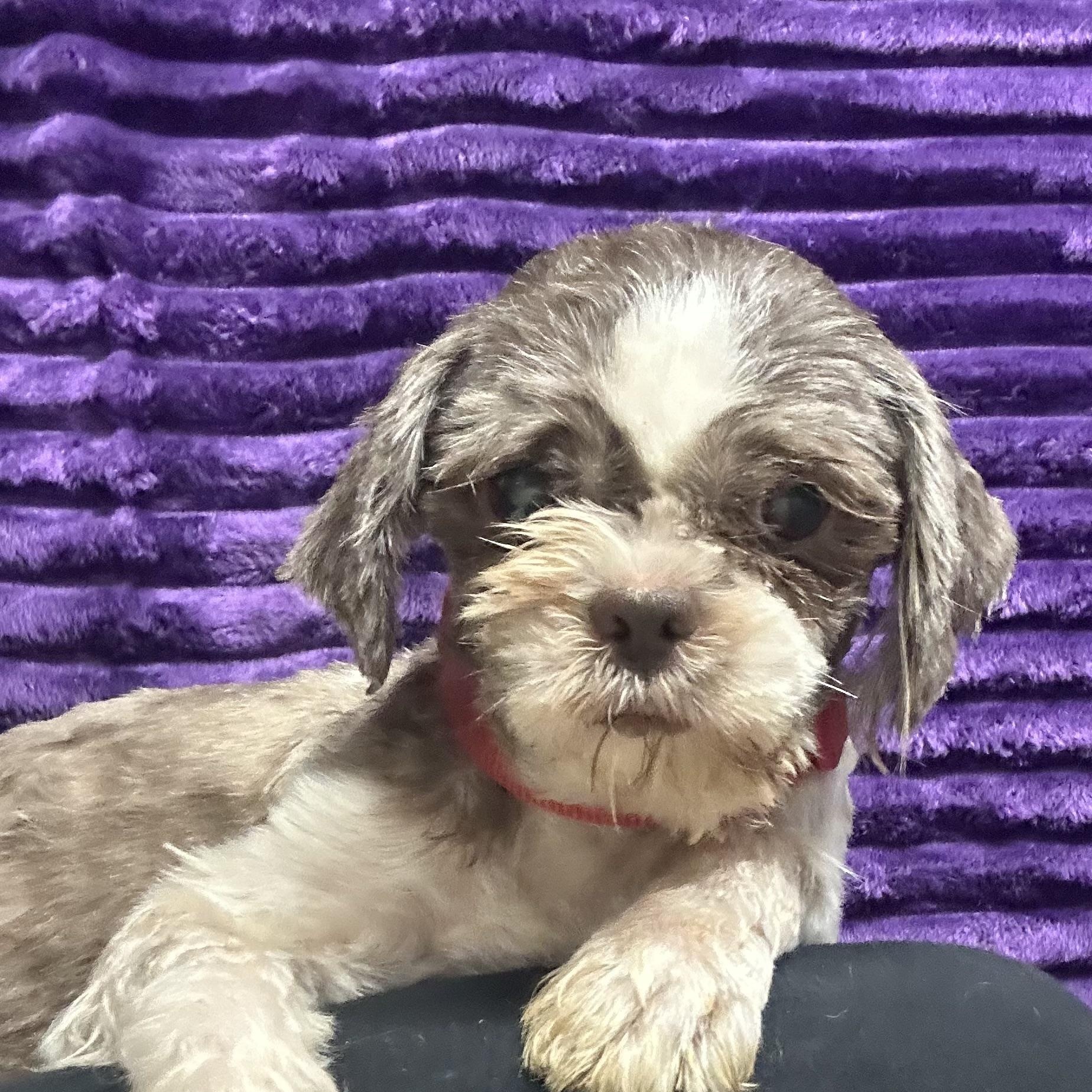 Beacon-Foster Home Needed