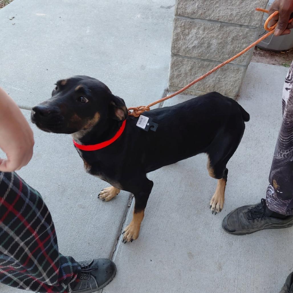 Abby, Adoptable, Adult Female Rottweiler & Doberman Pinscher.