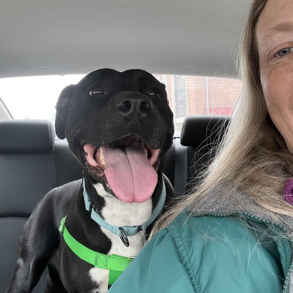 Pantalones, Adoptable, Adult Female Pit Bull Terrier.