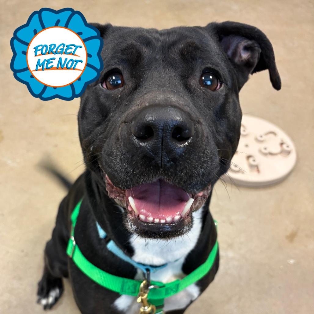 Enlarge Pantalones, a Adoptable Pit Bull Terrier in Baltimore, MD image 2/6