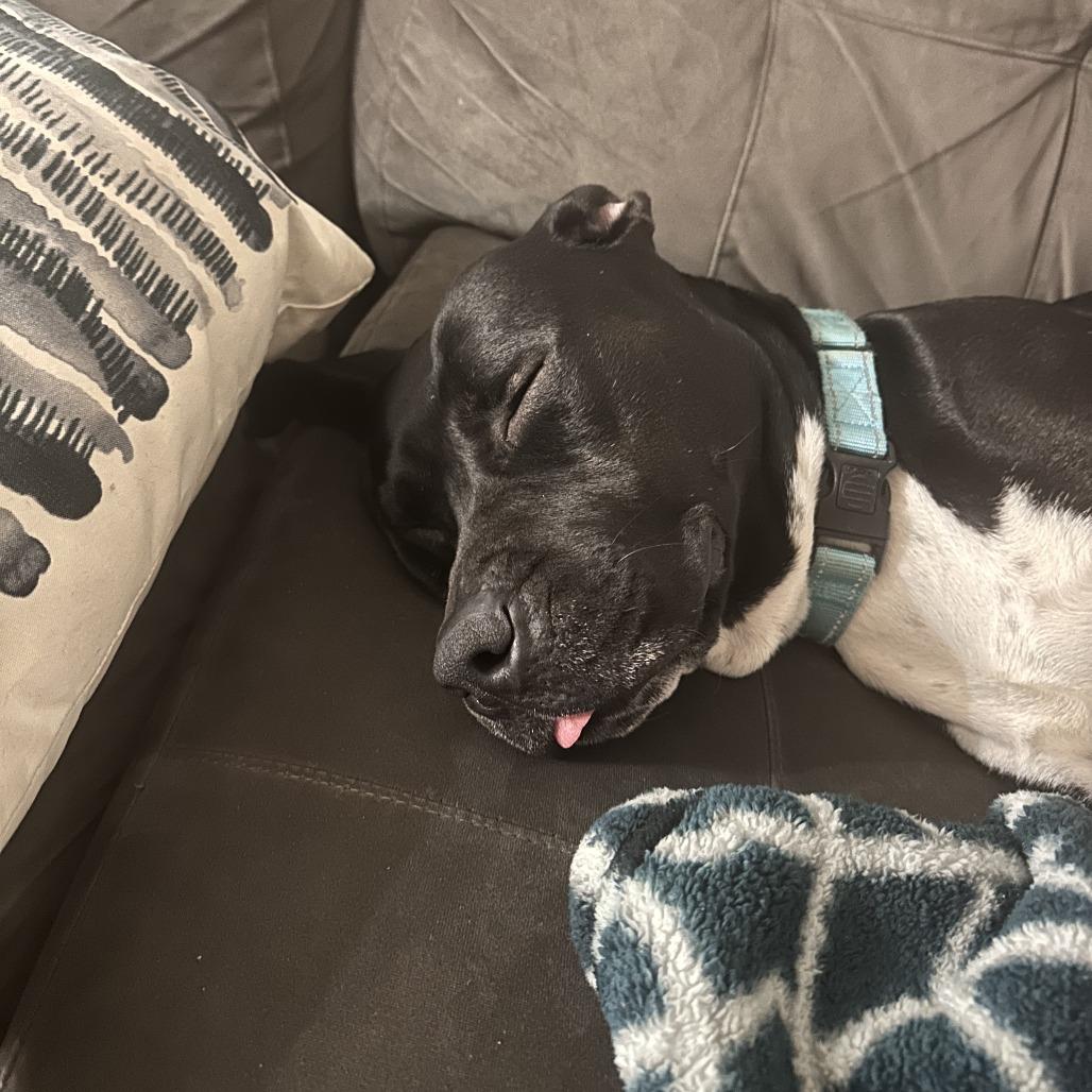 Enlarge Pantalones, a Adoptable Pit Bull Terrier in Baltimore, MD image 3/6