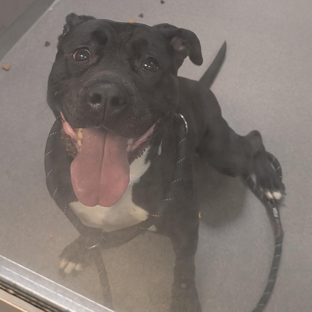 Enlarge Pantalones, a Adoptable Pit Bull Terrier in Baltimore, MD image 4/6