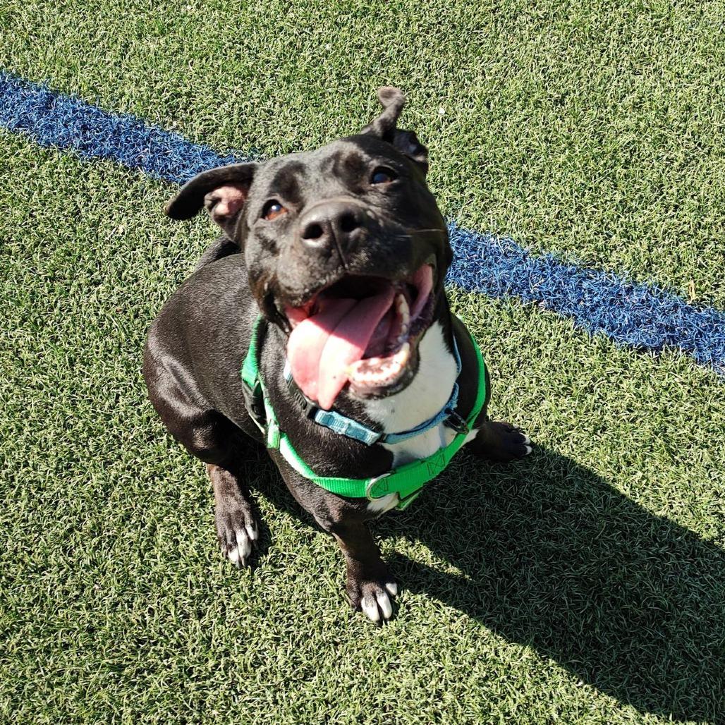 Enlarge Pantalones, a Adoptable Pit Bull Terrier in Baltimore, MD image 5/6