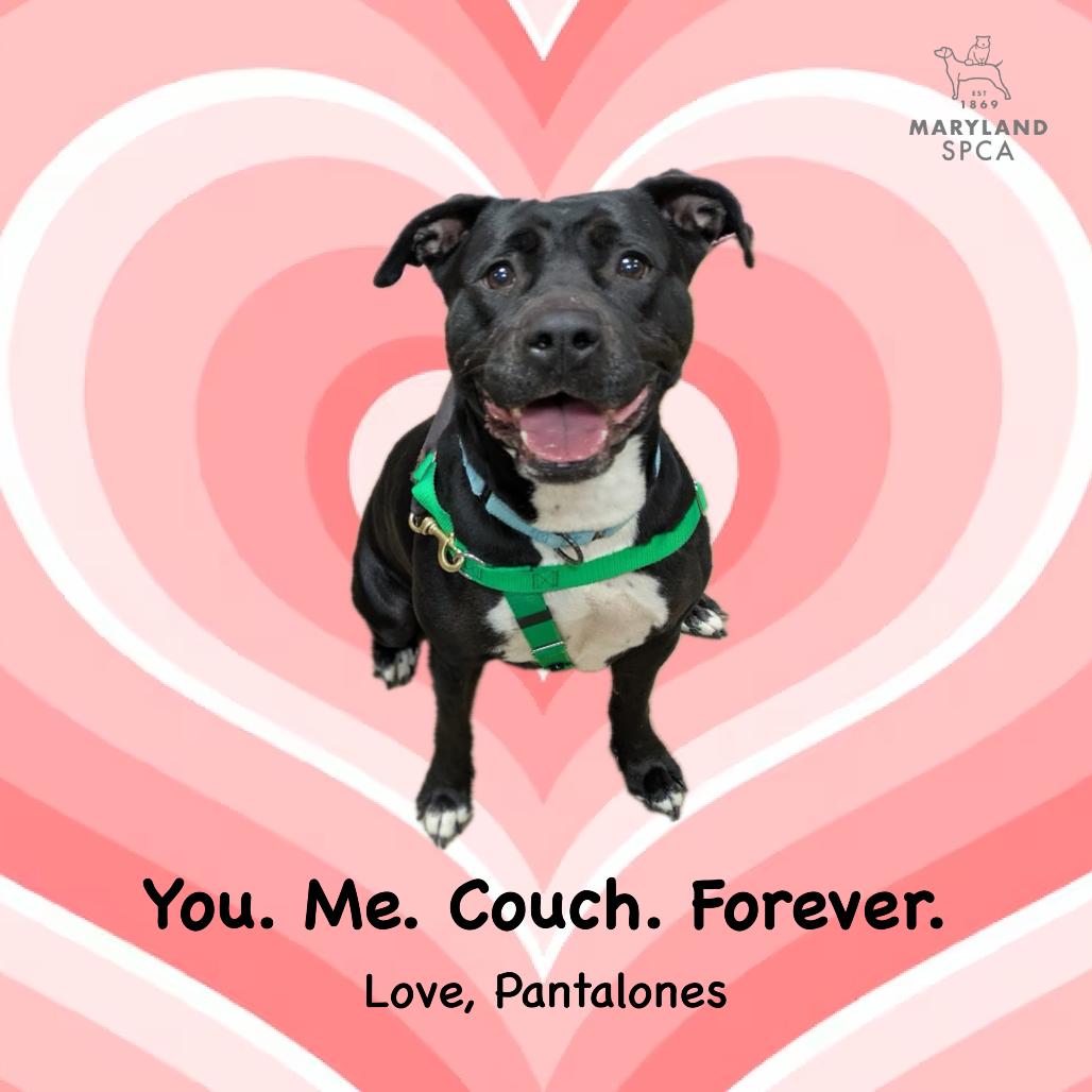 Enlarge Pantalones, a Adoptable Pit Bull Terrier in Baltimore, MD image 6/6