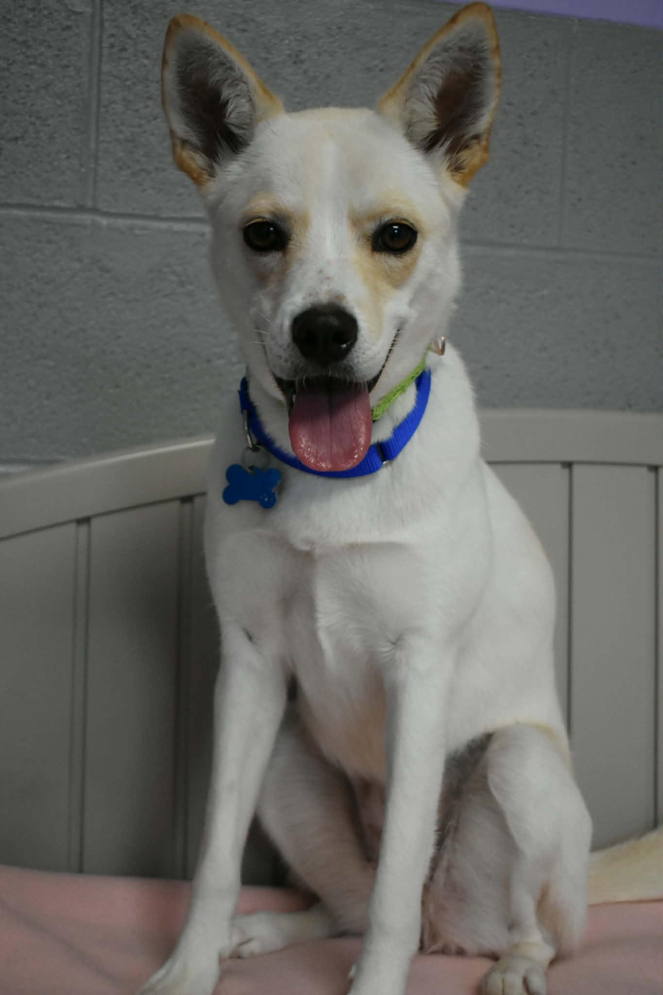 Enlarge Alice, a ADOPTABLE mixed breed in Altoona, PA image 1/1