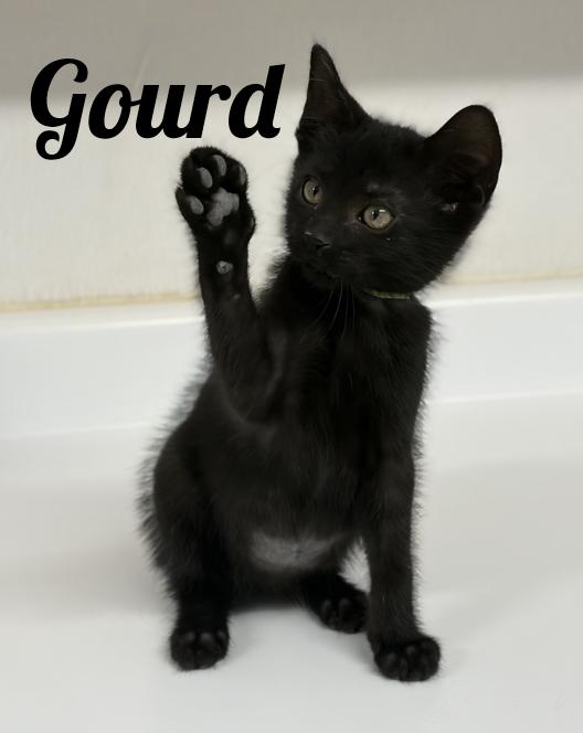Gourd, Adoptable, Kitten Male Domestic Short Hair.