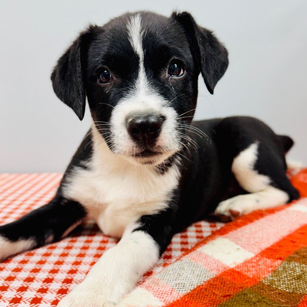 June, Adopted, Puppy Female Border Collie.