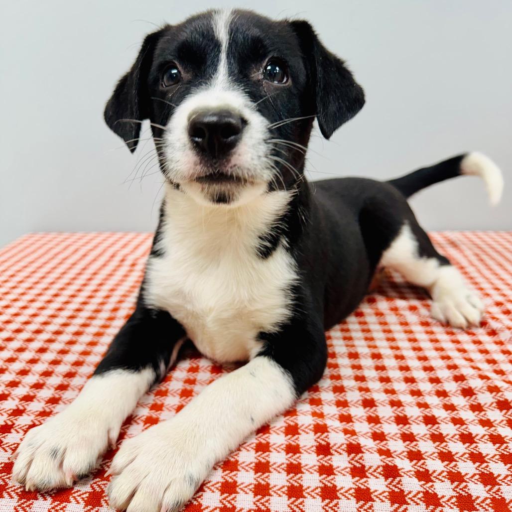 Enlarge June, a Adopted Border Collie in Lebanon, MO image 2/4