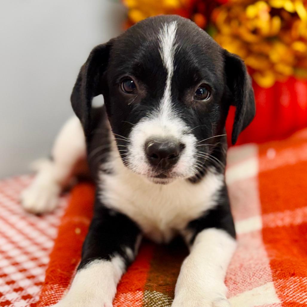 Enlarge June, a Adopted Border Collie in Lebanon, MO image 3/4