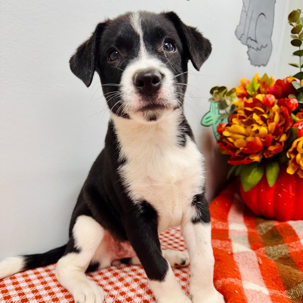 Enlarge June, a Adopted Border Collie in Lebanon, MO image 4/4