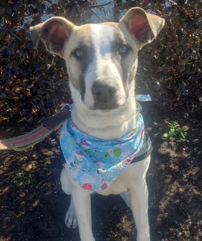 Snoopy, a Adoptable mixed breed in Columbia, SC image 5/5