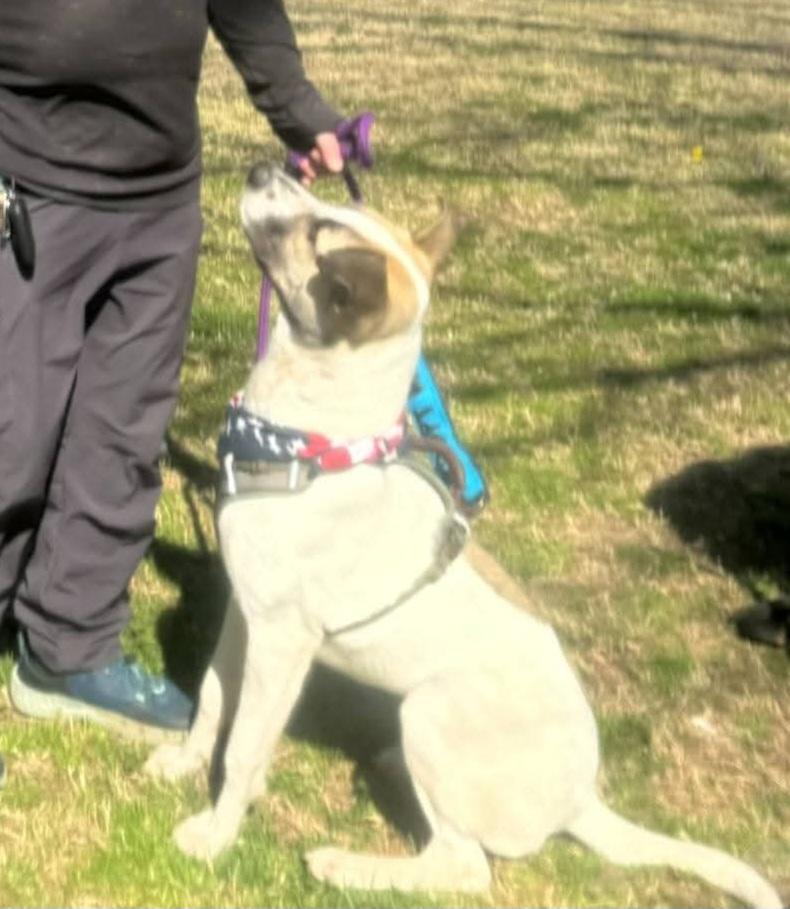 Snoopy, a Adoptable mixed breed in Columbia, SC image 4/5