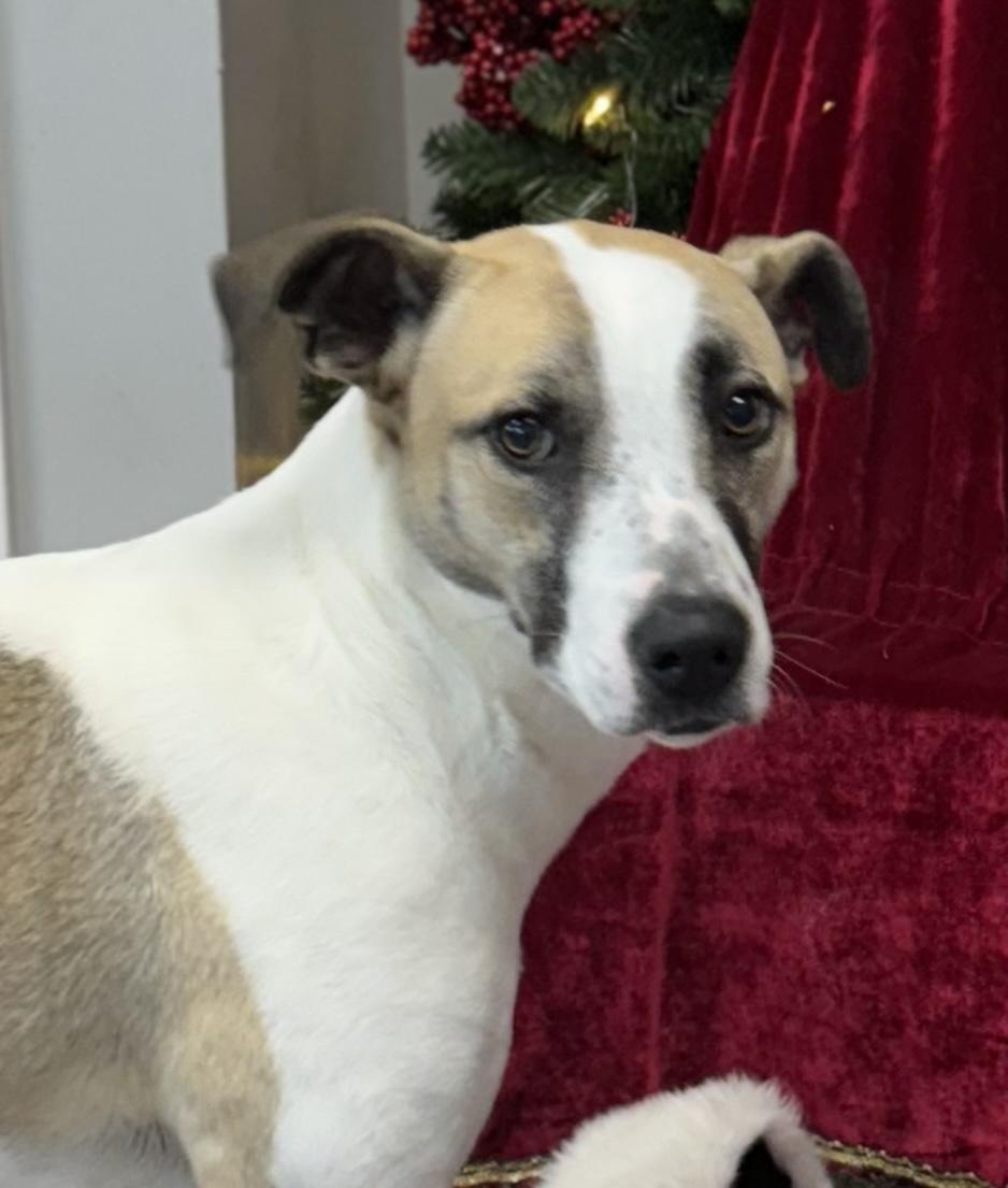 Snoopy, a Adoptable mixed breed in Columbia, SC image 2/5