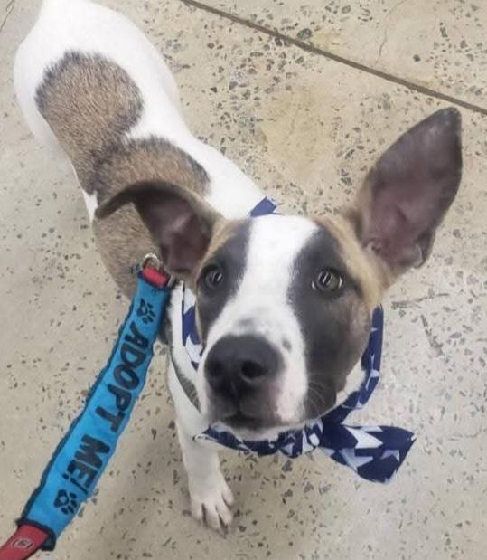 Snoopy, a Adoptable mixed breed in Columbia, SC image 3/5