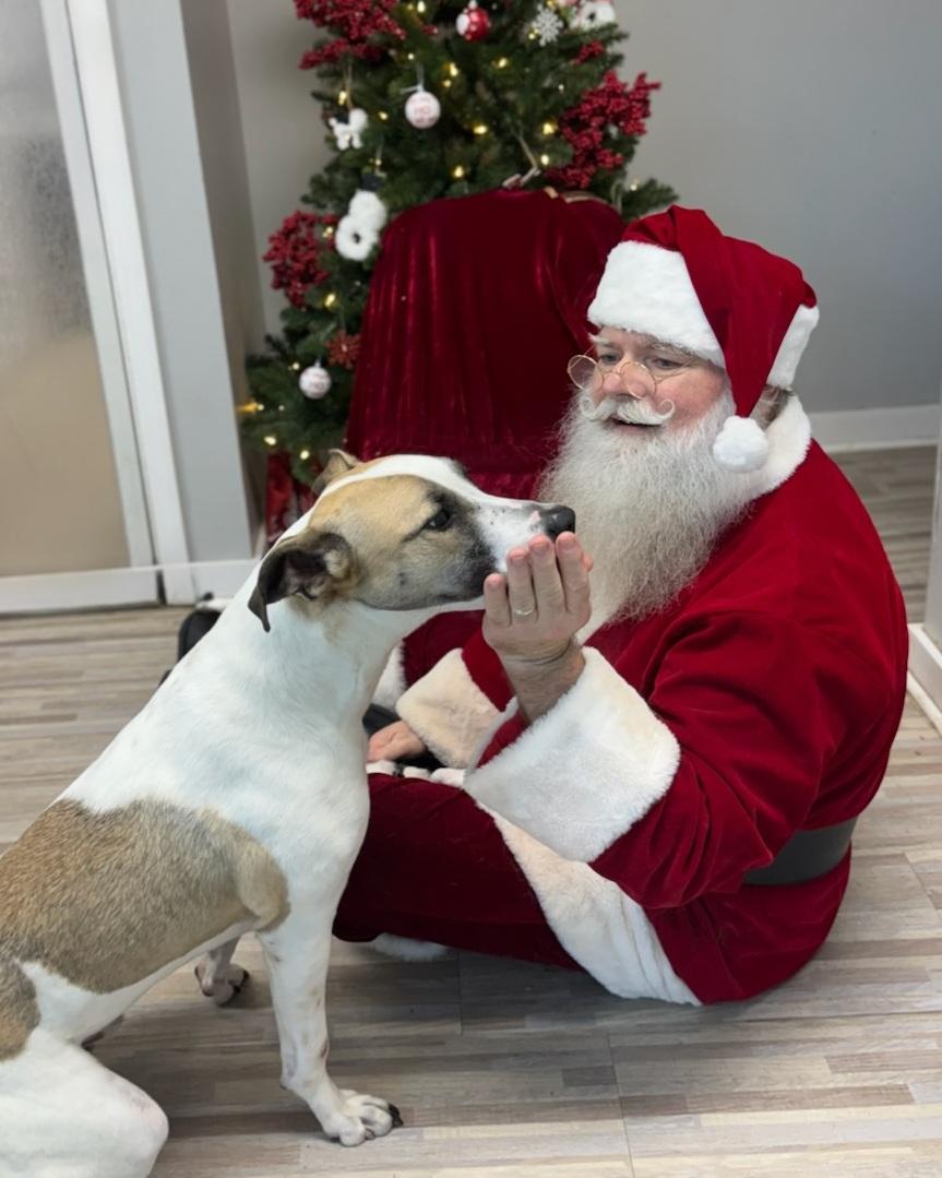 Snoopy, Adoptable, Adult Male Hound.