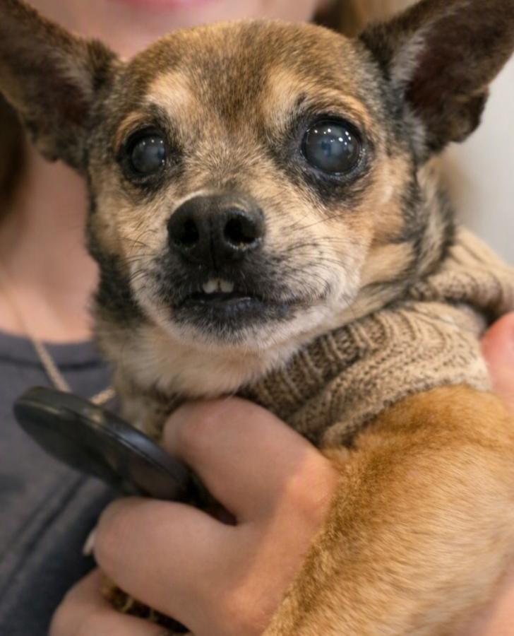 Seymour, Adopted, Senior Male Mixed Breed & Chihuahua.