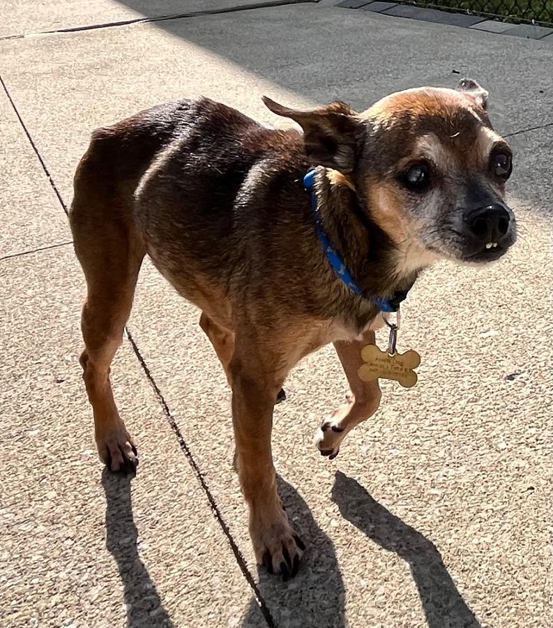 Enlarge Seymour, a Adopted mixed breed in Painesville, OH image 2/6