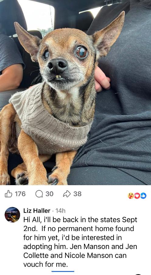 Enlarge Seymour, a Adopted mixed breed in Painesville, OH image 3/6