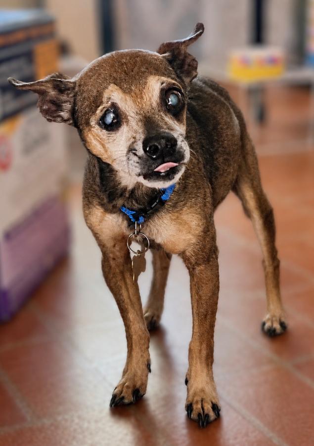 Enlarge Seymour, a Adopted mixed breed in Painesville, OH image 4/6