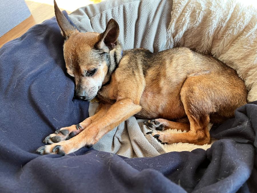 Enlarge Seymour, a Adopted mixed breed in Painesville, OH image 5/6