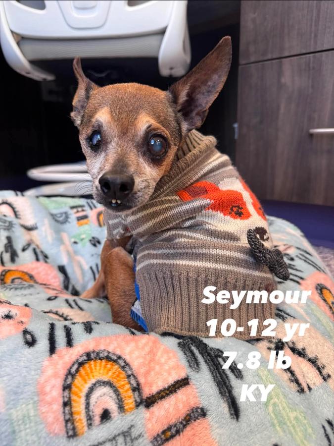 Enlarge Seymour, a Adopted mixed breed in Painesville, OH image 6/6