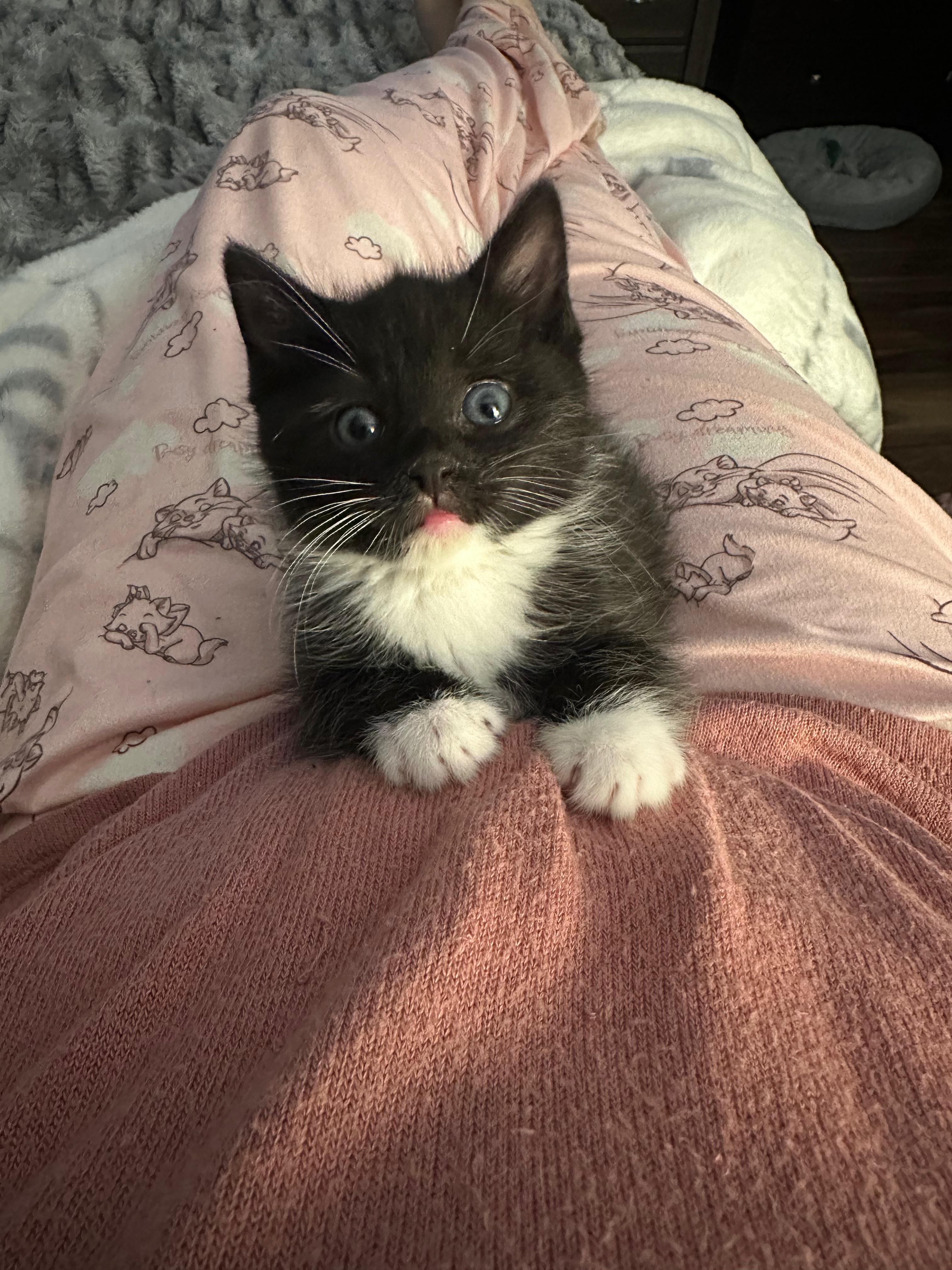 Enlarge Krabi, a ADOPTABLE Domestic Medium Hair in Lawrenceville, GA image 3/6